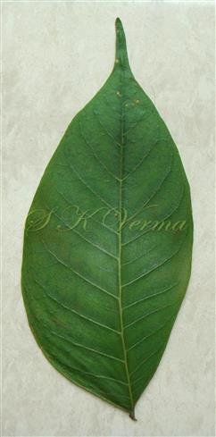  Leaflet (Abaxial view)